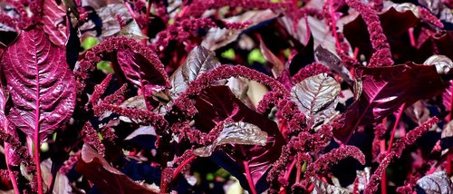 plant  red  bloom