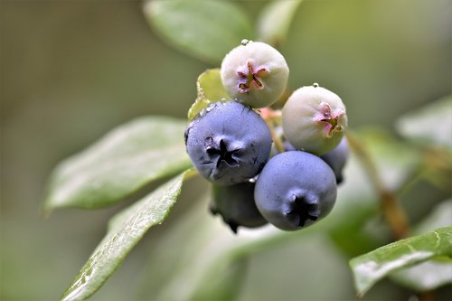 plant  blueberries  berries
