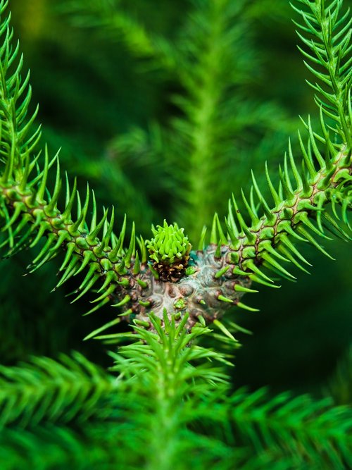 plant  branch  leaves