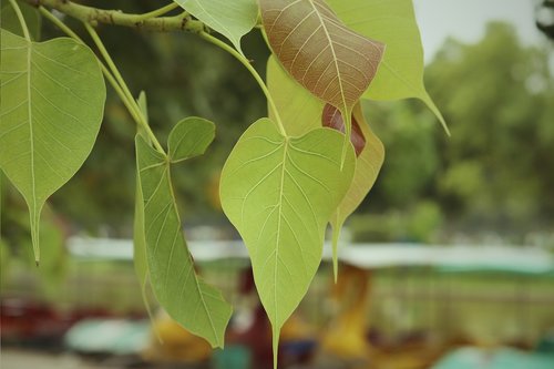 plant  nature  bloom