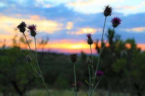 plant  horizon  nature