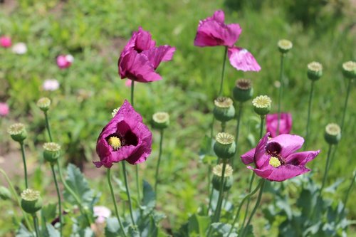 plant  garden  blossom