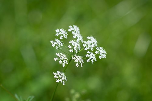 plant  flowers  white