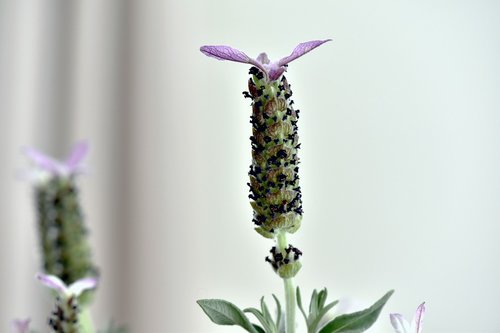 plant  flower  lavender