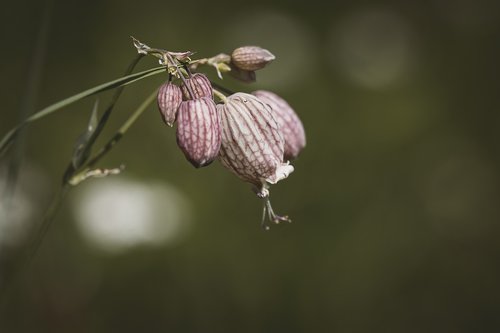 plant  flowers  nature