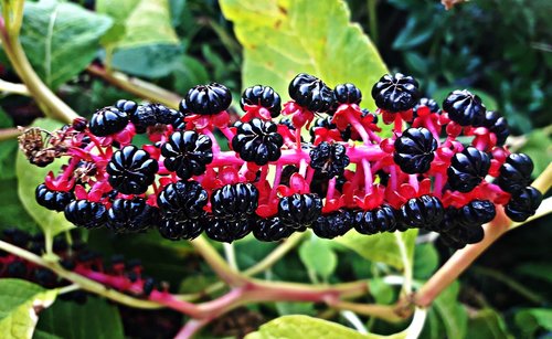 plant  fruit  bush