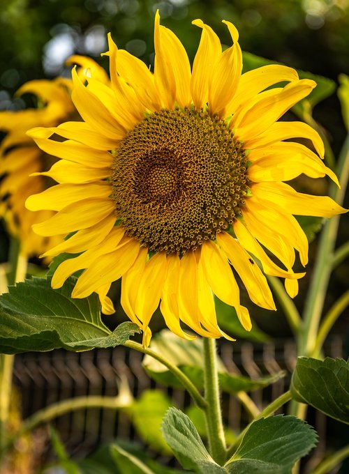 plant  sunflower  nature