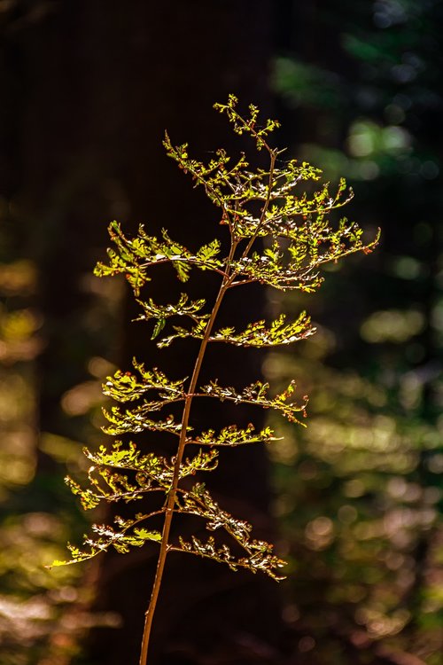 plant  nature  branch