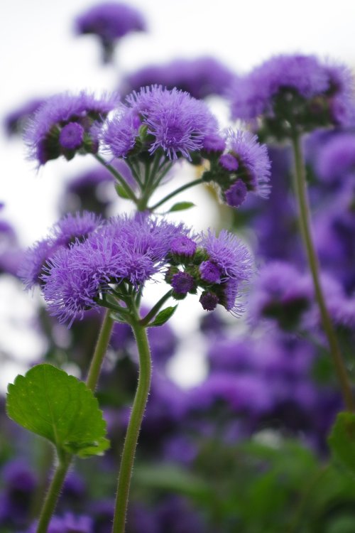 plant  purple  garden