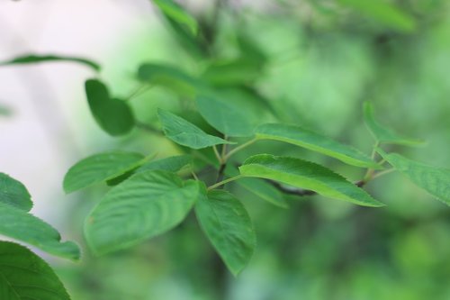 plant  green  leaf