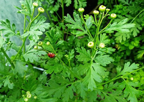 plant  green  beetle