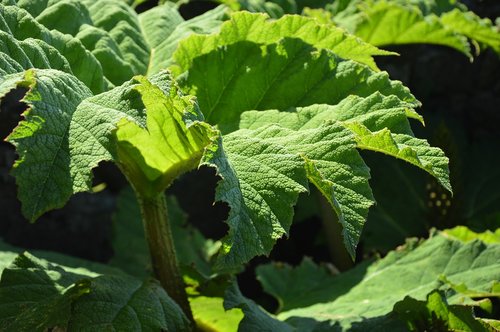 plant  nature  rhubarb