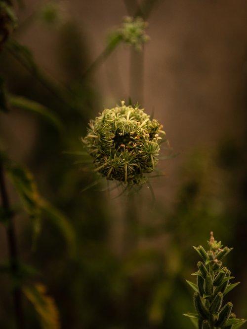 plant  blossom  bloom