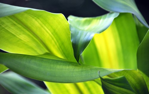 plant  green  leaf