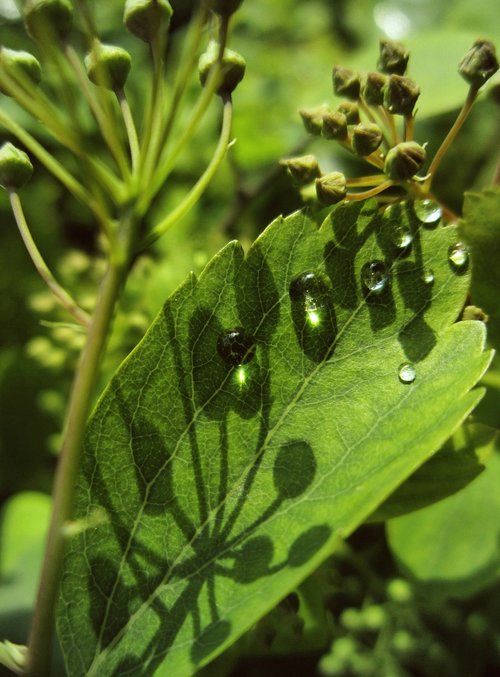 plant  green  the bodice