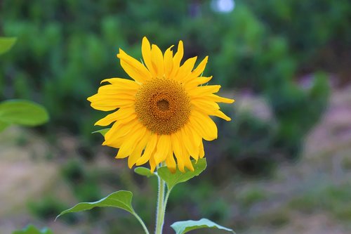 plant  sunflower  flower