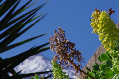 plant mountain sky