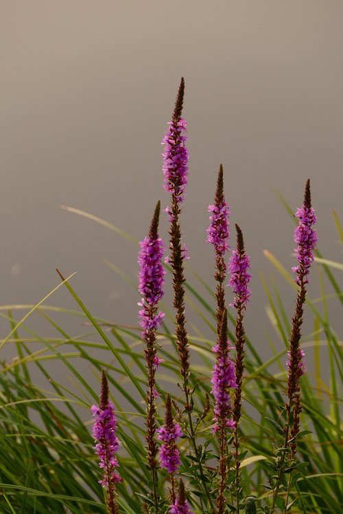 plant  flower  nature