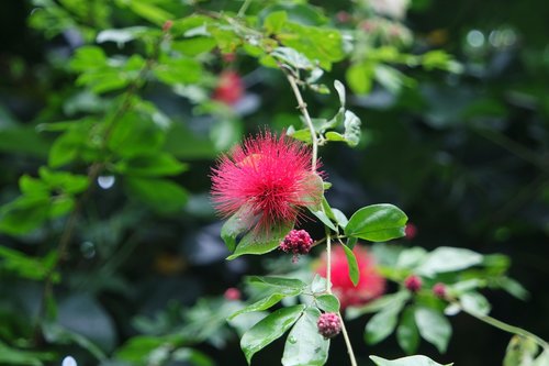 plant  red  bloom