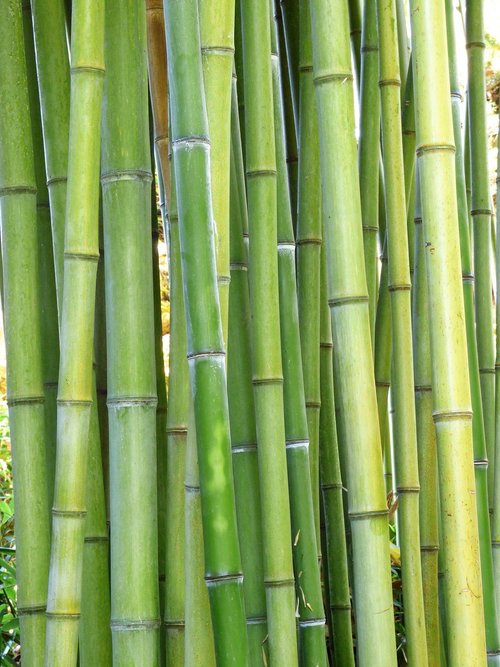 plant  green  bamboo
