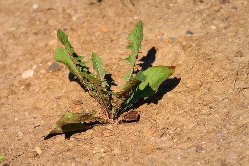 plant  drought  dandelion