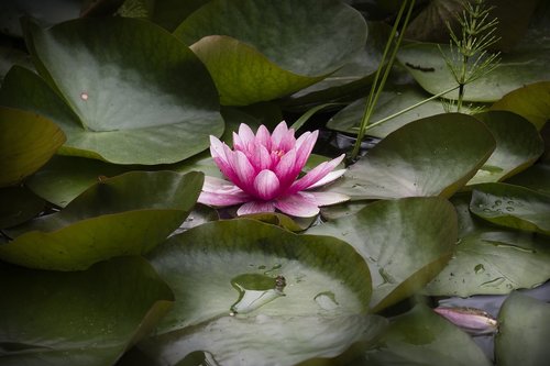 plant  water  water lily
