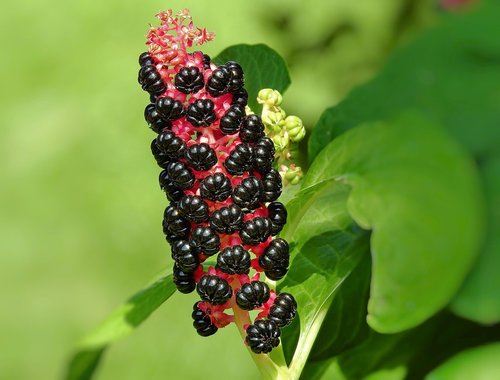 plant  nature  garden