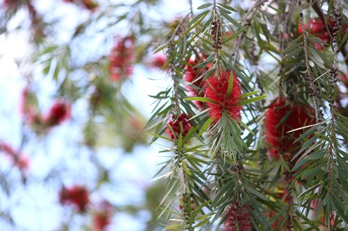 plant  flower  nature