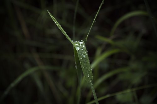 plant  drop  drops