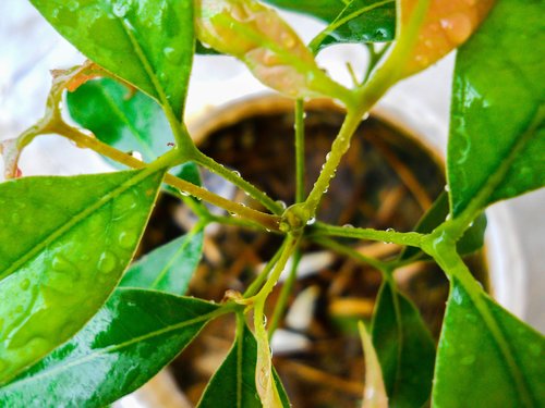 plant  leaf  leaves