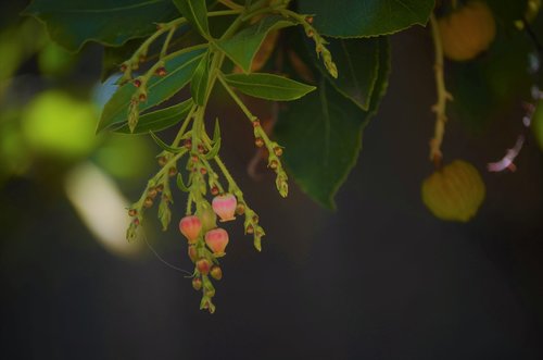 plant  leaves  pink