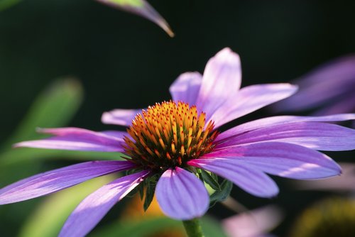 plant  flower  violet