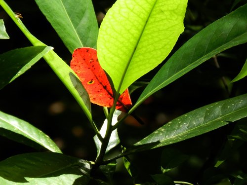 plant  leaf  red
