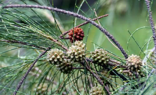 plant  outdoors  nature