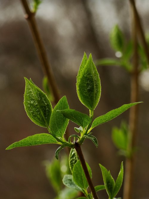 plant  spring  flower