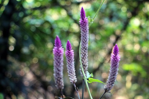 plant  flower  purple