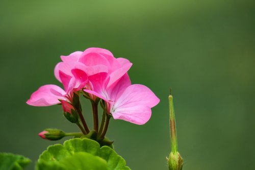 plant  nature  flower