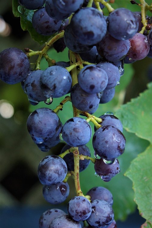 plant  grapes  fruits