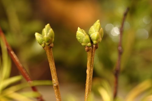 plant  bud  nature