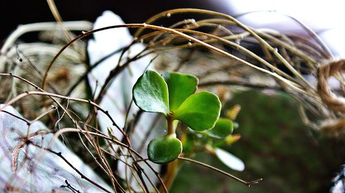 plant  green  succulents