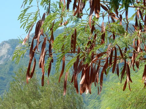 plant  carob  medicinal plant