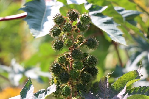 plant  nature  park