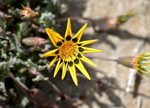 plant  daisy  hardy