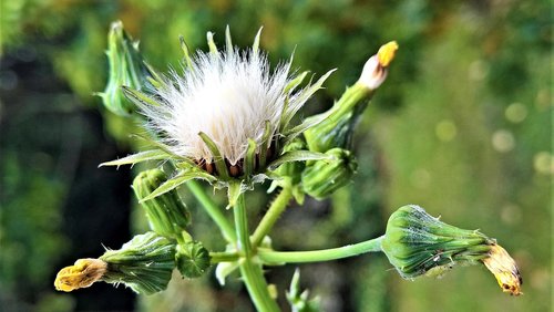 plant  dandelion  arable sow-thistle