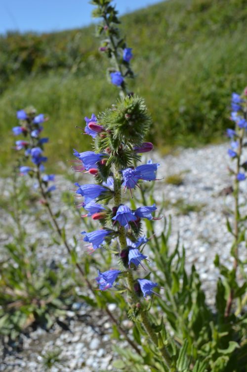 plant flower blue