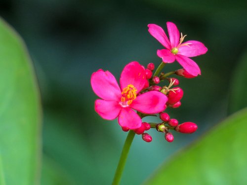 plant  nature  flower