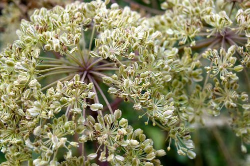plant  seeds was  angelica