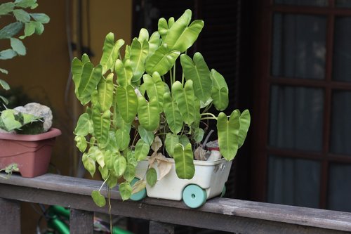 plant  vase  balcony