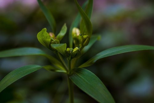 plant  leaves  branch