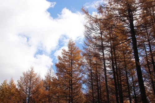 plant  prairie tree farm  autumn